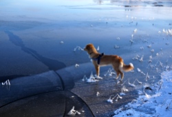 Hunden riskerar på isen